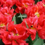 double tulips