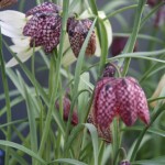 Fritillaria meleagris