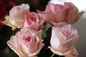 Pink Garden Rose Varieties by Florabundance | Flirty Fleurs The Florist