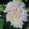 Cafe Au Lait Dahlias