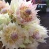 blushing bride protea