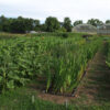 organic flower farm Colorado