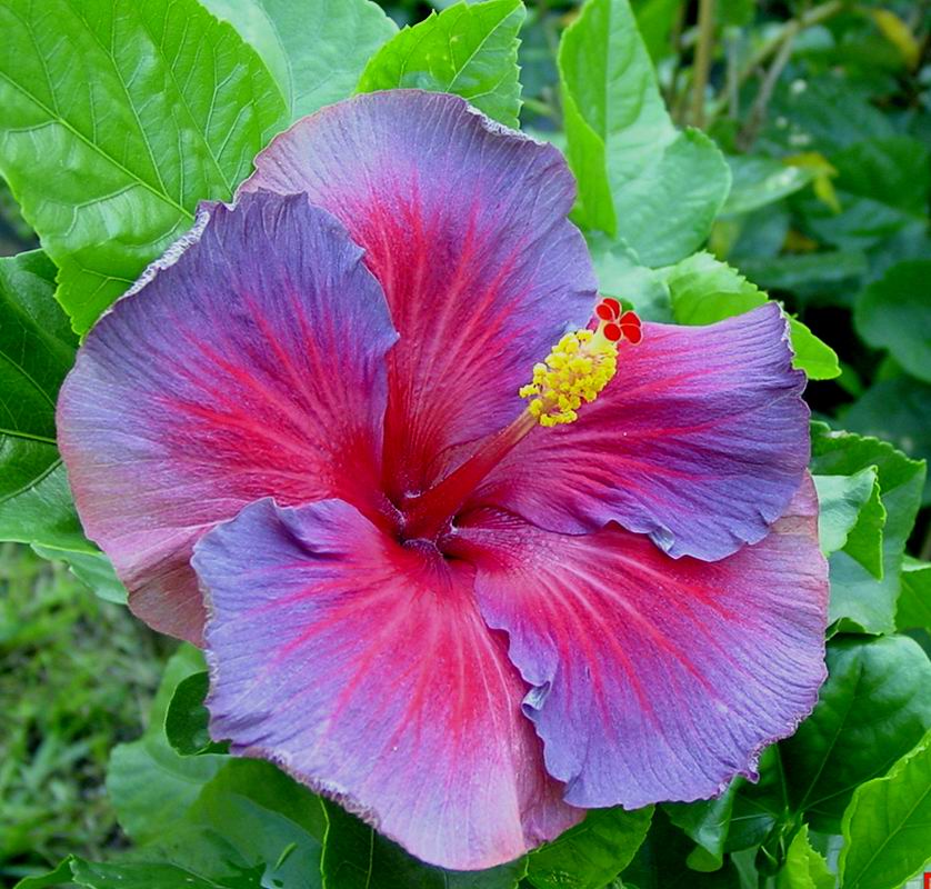 What Is A Purple Hibiscus Flower