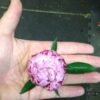 Pink peony bud