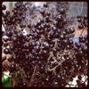 Ligustrum vulgare Black Berries