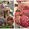 Dutch purple and antique hydrangea