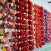 Fresh Latitiude Roses