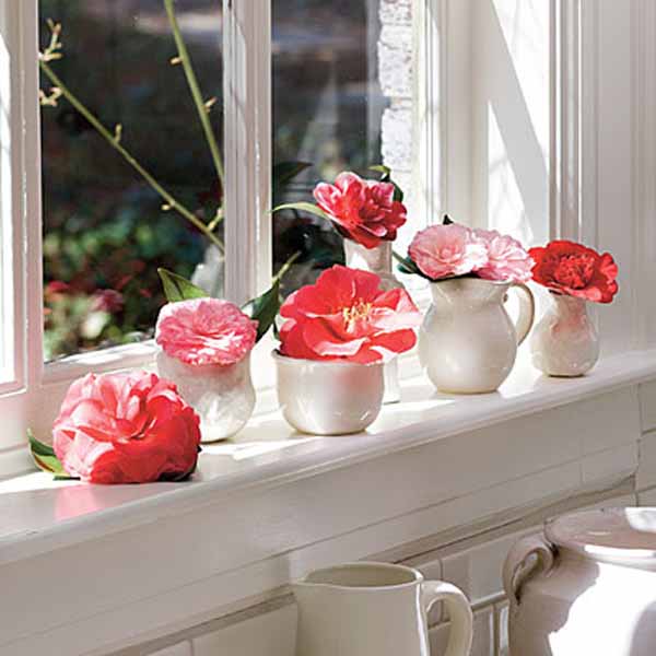 pink camellia flowers