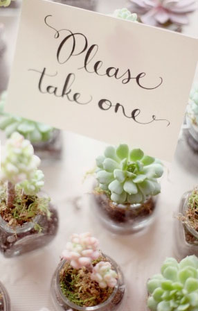 succulent favors