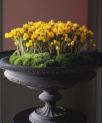yellow crocus flowers in an urn