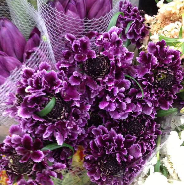 Plum scabiosa