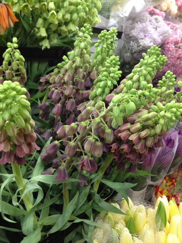 burgundy Fritillaria