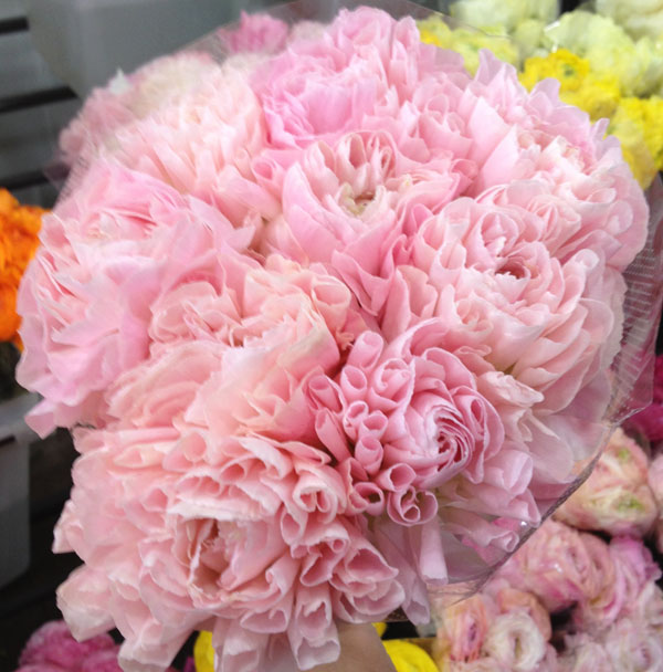 pink ranunculus