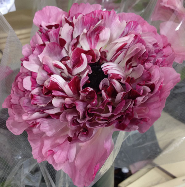 Burgundy and pink ranunculus