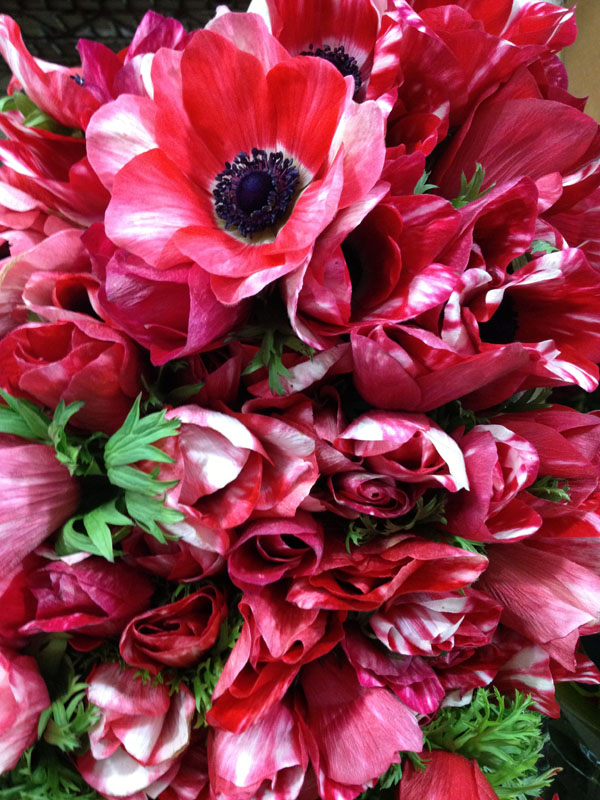 red and white anemones