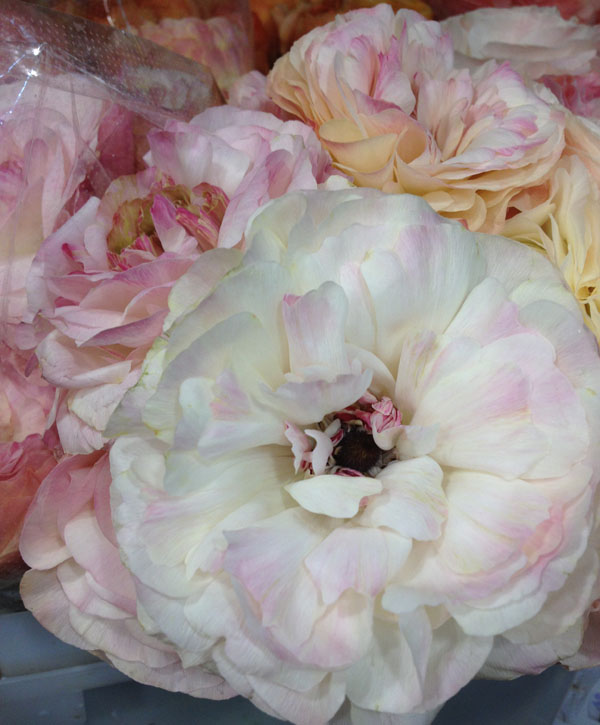pink and white ranunculus