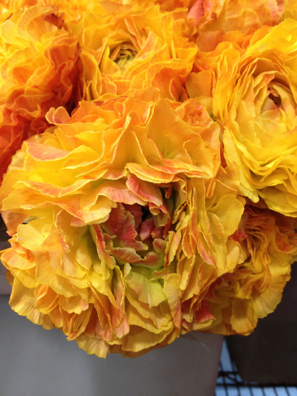 gold yellow ranunculus