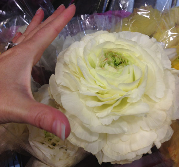 large white ranunculus