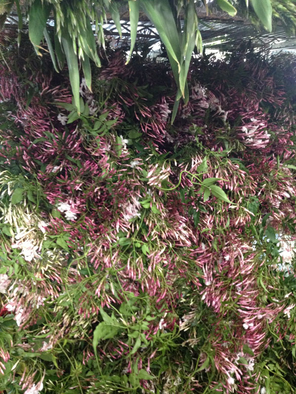 Jasmine Vines