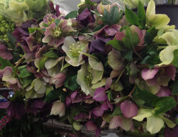 green and purple hellebores