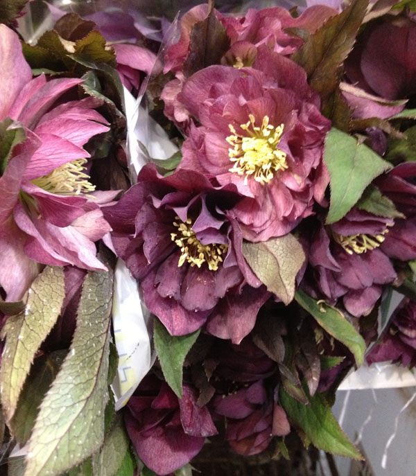 G Page Flowers