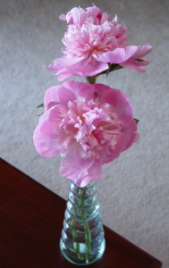 pink peonies in a bud vase