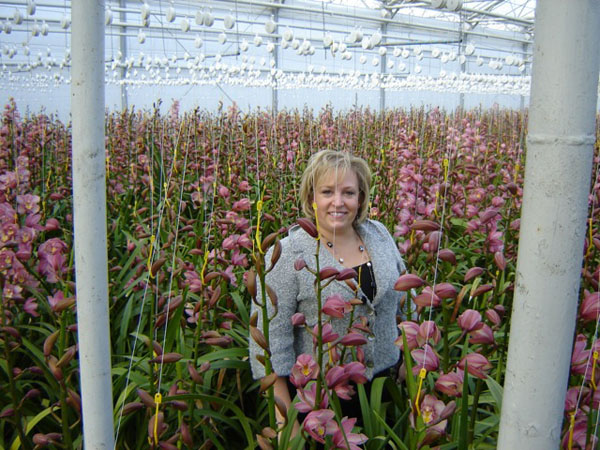 Cymbidium Orchid Greenhouse