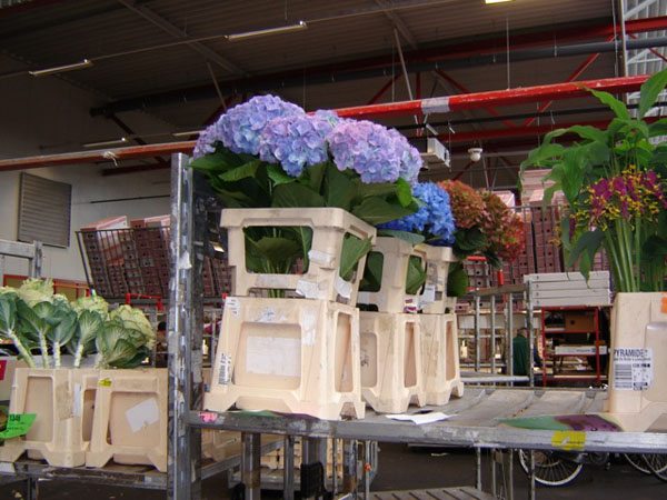 Hydrangea Holland