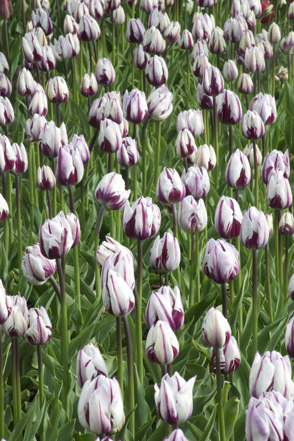 roozengaarde tulip festival