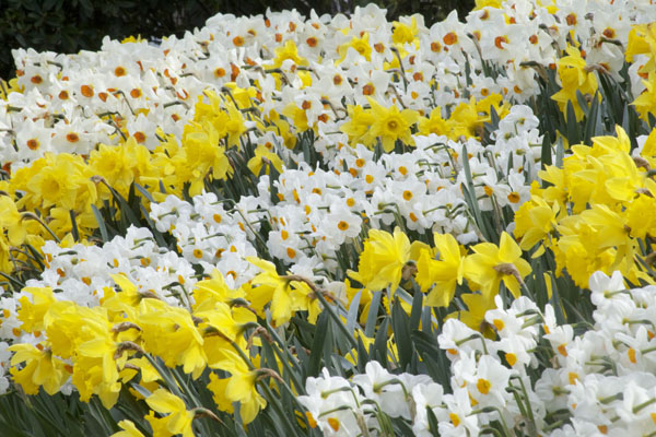 daffodils