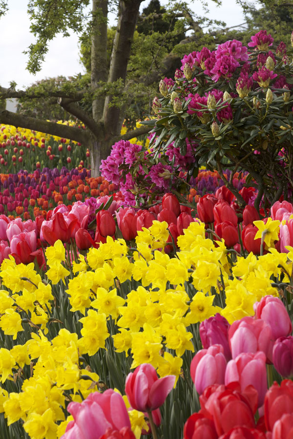 roozengaarde tulip festival