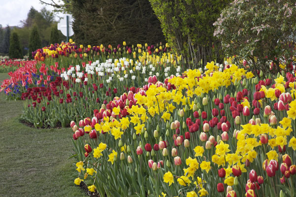 roozengaarde tulip festival