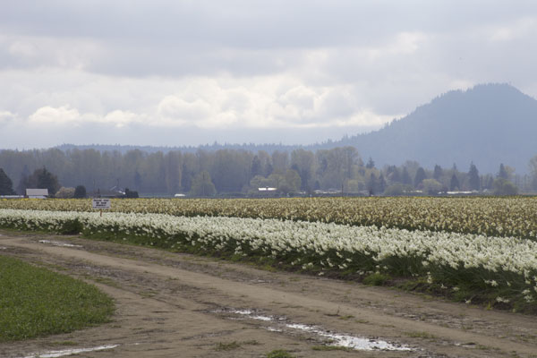 daffodil field Skagit Valley