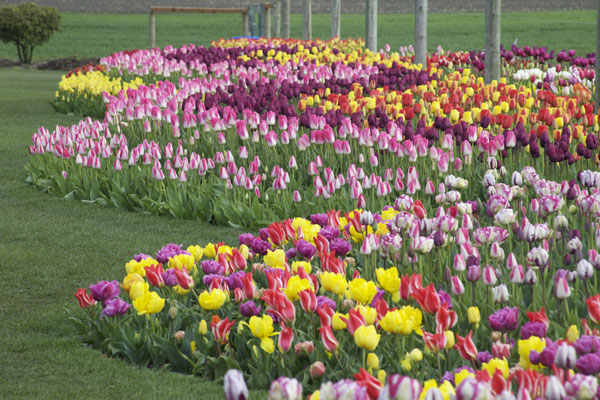 roozengaarde tulip festival