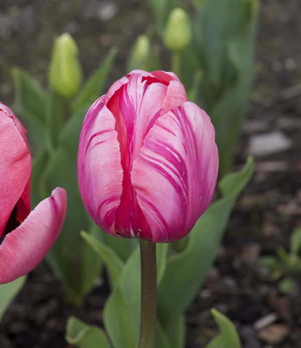 pink striped tulip