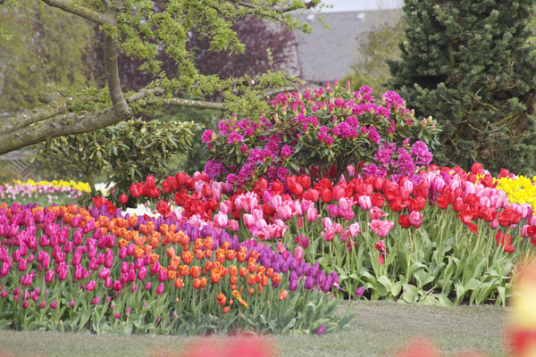 roozengaarde tulip festival