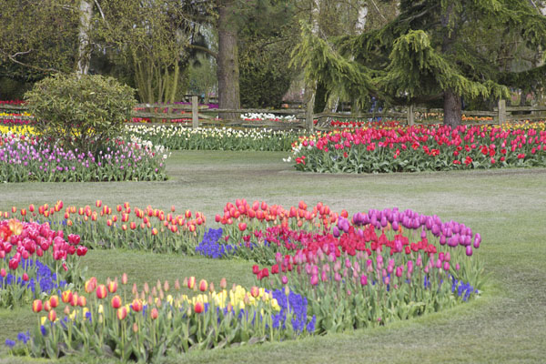 roozengaarde tulip festival