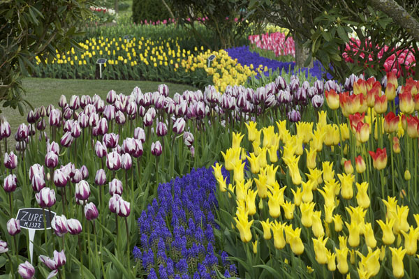 muscari and tulips