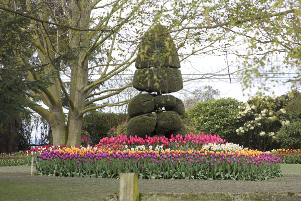 tulip garden