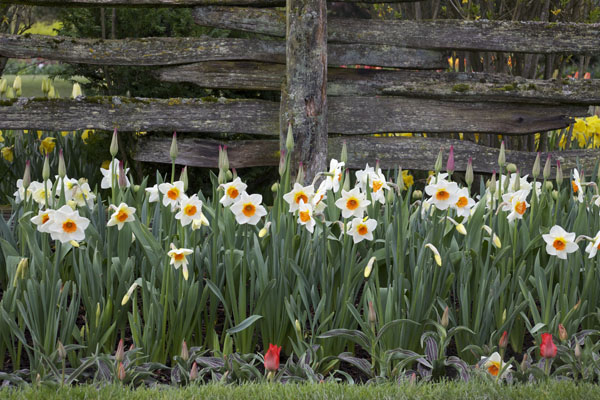 daffodils