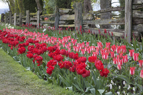 red tulips