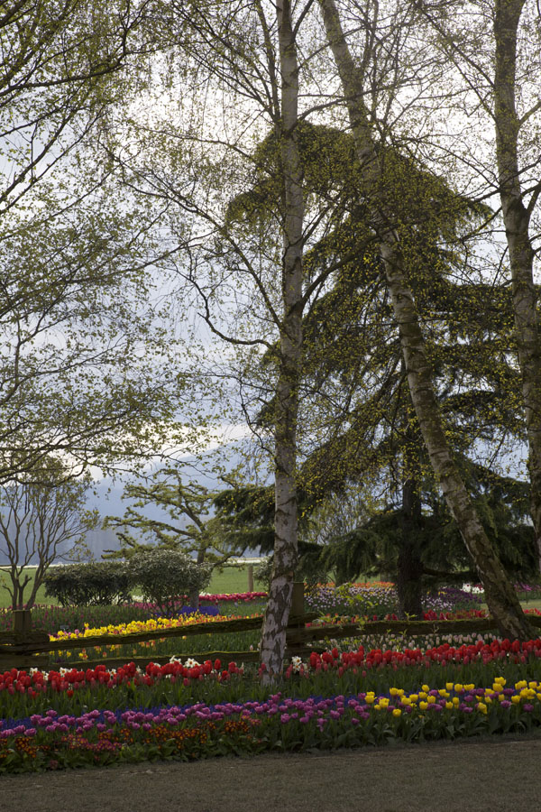 roozengaarde tulip festival