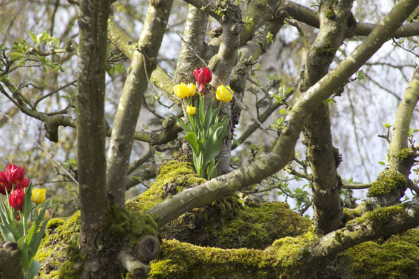 tulips in a tree