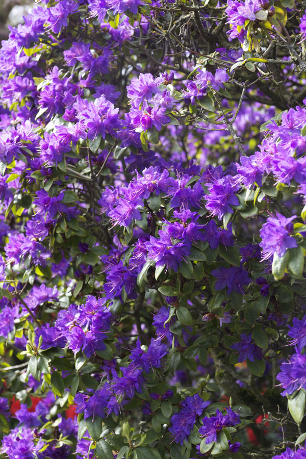 purple azalea