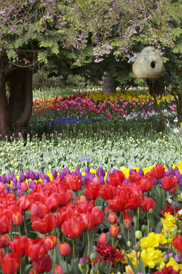 tulip garden