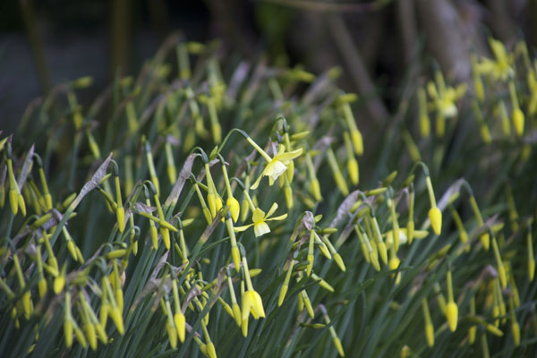 small daffodils