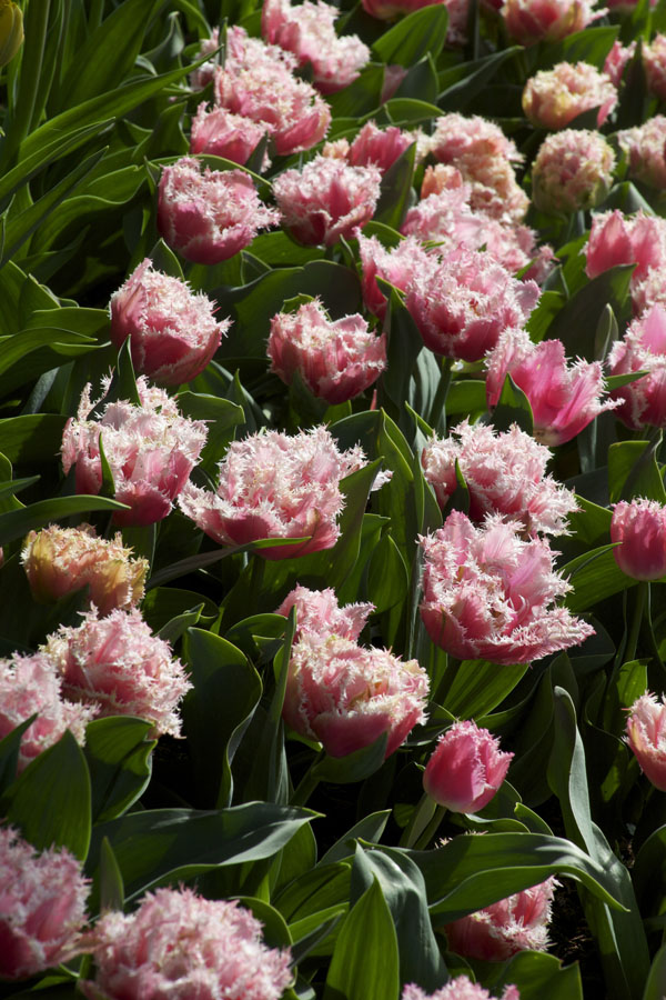 pink fringe tulips