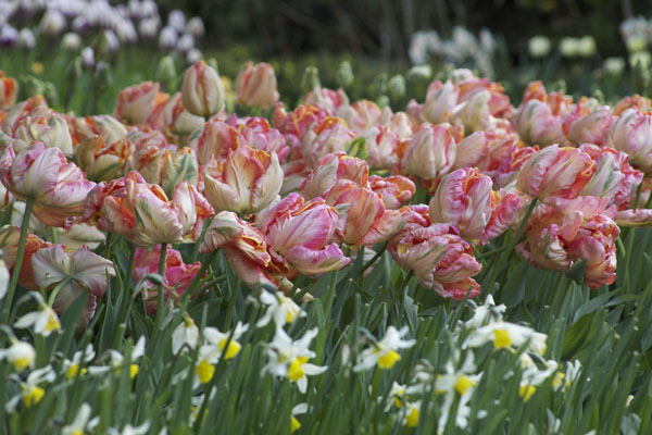 peach parrot tulips