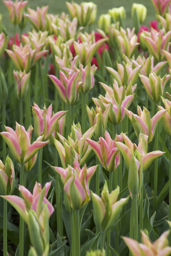 pink and green tulips