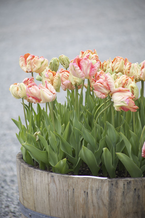 peach parrot tulips